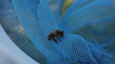 ZB '14 RX100 - Bee in Net Stock Footage 44556374
