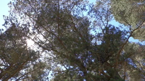 ZB '14 RX100 - Forest Trees Video stock 44618851