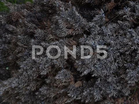 ZB HX9V - Yard Bush 2 Stock Photos