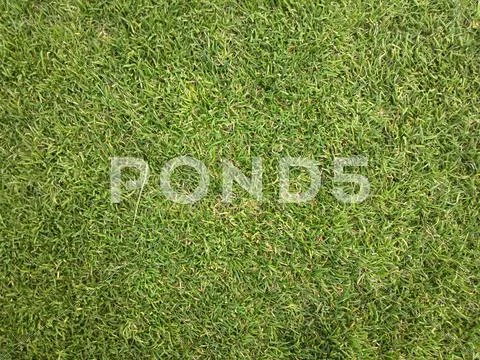ZB Pureview - Golf Grass Texture 1 Stock Photos