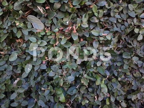 ZB Pureview - Leaf Wall 5 Stock Photos