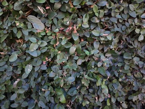 ZB Pureview - Leaf Wall 5 Stock Photos