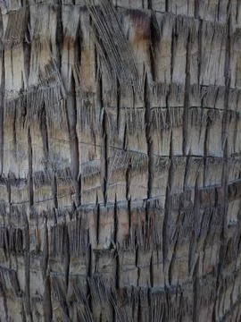 ZB Pureview - Tree Bark Texture 1 Stock Photos