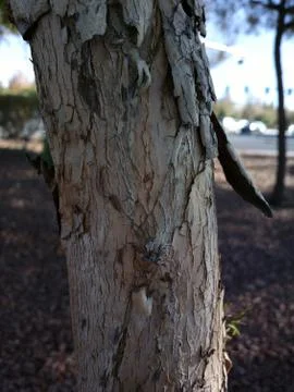 ZB Pureview - Tree Bark Texture 3 Stock Photos