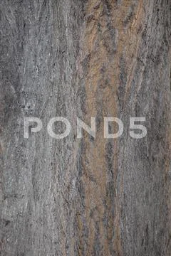 ZB RX100 - Tree Bark Texture 2 Stock Photos