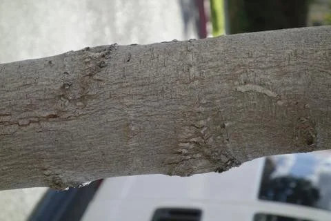 ZB RX100 - Tree Bark Texture 4 Stock Photos