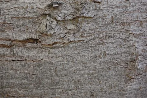 ZB RX100 - Tree Bark Texture 5 Stock Photos