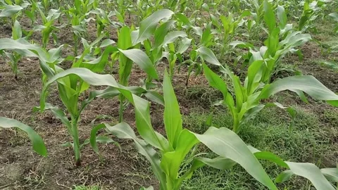 Zea mays Maize corn field farming natural organic agriculture Stock Footage 301449846