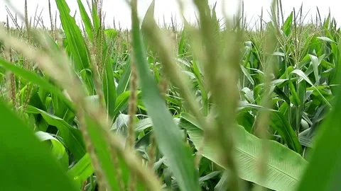 Zea mays plant Stock-Footage 331813855