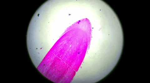 Zea Root Tip 400x 800x 1000x Video stock 39805644