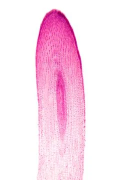 Zea root tip, maize plant root, longitudinal section, light micrograph Stock Photos