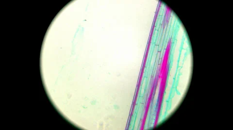 Zea Stem 2 800x 1000x 2000x Stock Footage 39805672