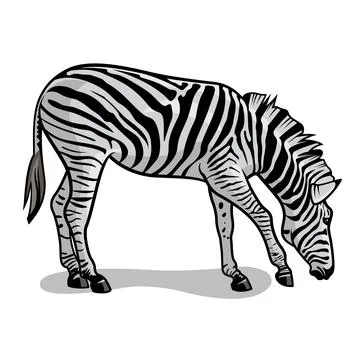 Zebra 001 Stock Illustration