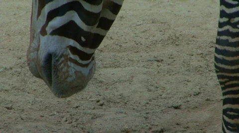 Zebra 003 Stock Footage 699870