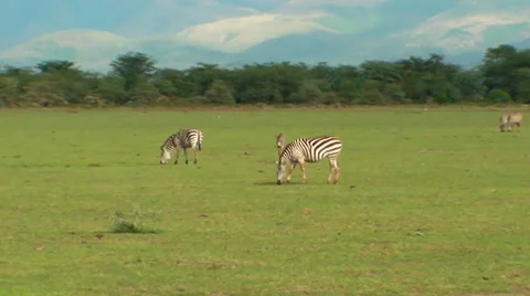 Zebra 1 库存影片 28499146