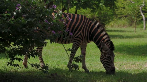 Zebra 1 Stock Footage 273247152