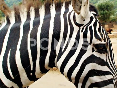 Zebra 1 Stock Photos