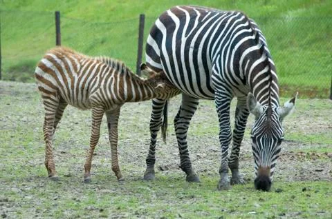 Zebra 1 Stock Photos