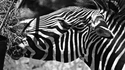 Zebra 1 Stock Photos