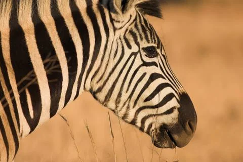 Zebra #10 Stock Photos