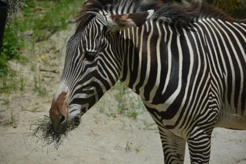 Zebra 10 Stock Photos