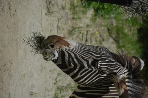 Zebra 11 Stock Photos