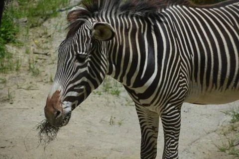 Zebra 11 Stock Photos