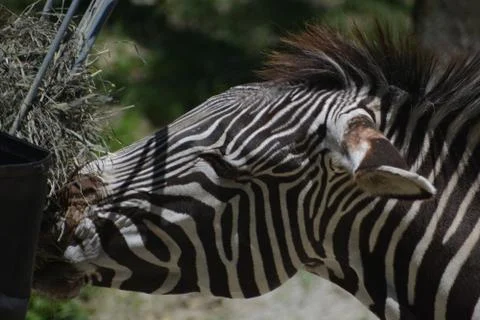 Zebra 12 Stock Photos