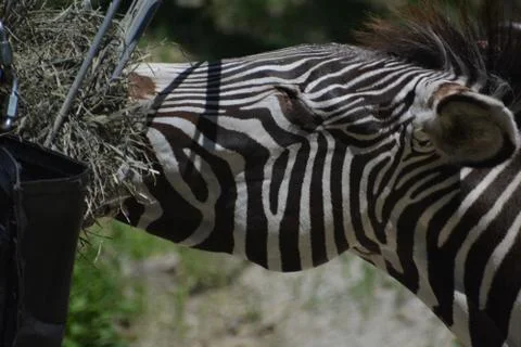 Zebra 13 Stock Photos