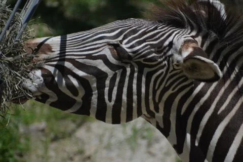 Zebra 14 Stock Photos