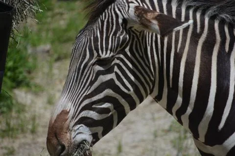 Zebra 15 Stock Photos