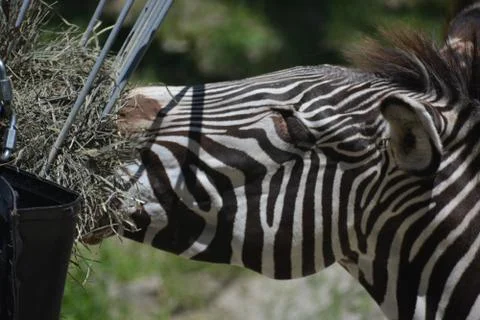 Zebra 16 Stock Photos