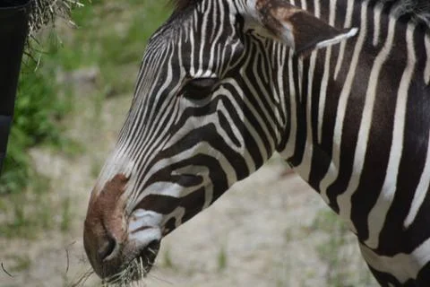Zebra 17 Stock Photos