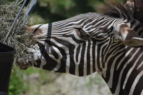 Zebra 18 Stock Photos