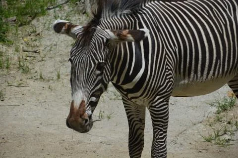 Zebra 19 Stock Photos