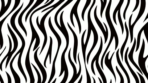 Zebra-2 Video stock 354062
