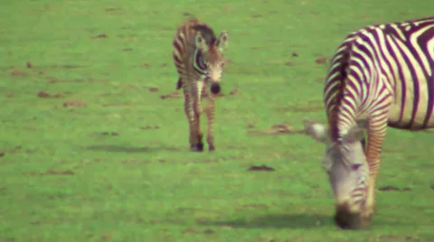 Zebra 2 库存影片 28499043