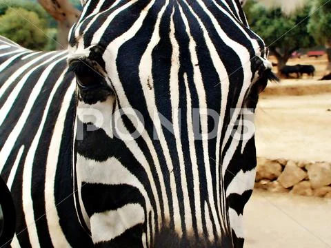 Zebra 2 Stock Photos