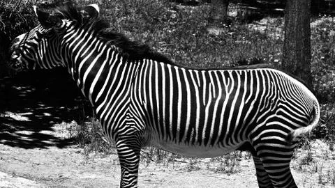 Zebra 2 Stock Photos