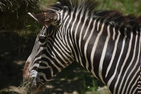 Zebra 20 Stock Photos