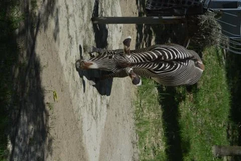 Zebra 21 Stock Photos
