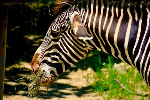 Zebra 3 Stock Photos