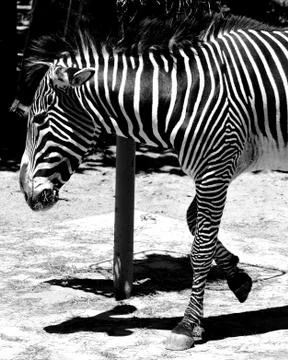 Zebra 4 Stock Photos