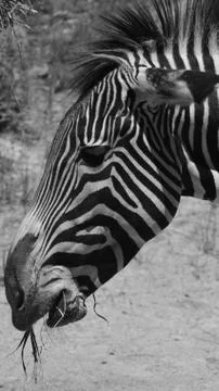 Zebra 5 Stock Photos