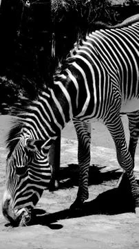 Zebra 6 Stock Photos