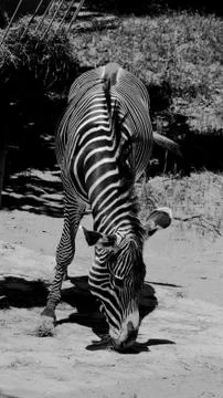 Zebra 7 Stock Photos