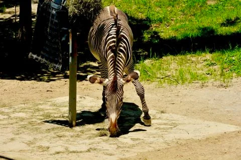 Zebra 8 Stock Photos