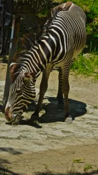 Zebra 9 Stock Photos