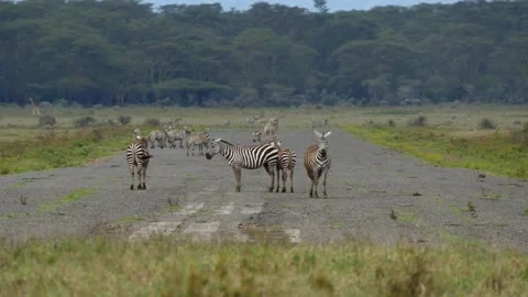 Zebra on abandoned runway Stock Footage 132833704