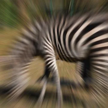Zebra abstrakt Stock Photos
